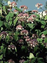 Hortensia aspera 'Macrophylla'