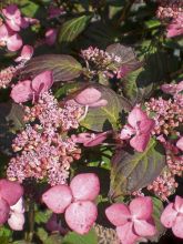 Hortensia 'Avelroz'