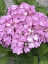 Hortensia  - Hydrangea macrophylla Belle Séduction