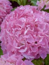 Hortensia 'Big Data Pink'