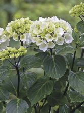 Hortensia - Hydrangea macrophylla Black Steel Zebra