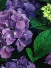 Hortensia 'Blauer Zwerg'