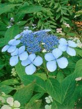 Hortensia 'Blue Bird'