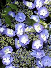 Hortensia - Hydrangea macrophylla Blueberry Cheesecake