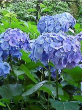 Hortensia - Hydrangea macrophylla Bodense