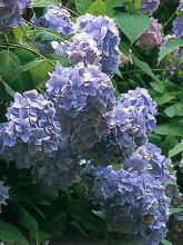 Hortensia 'Bouquet Rose'