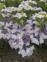 Hortensia - Hydrangea macrophylla Cloudi