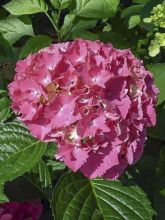 Hortensia 'Constellation'