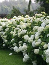 Hortensia de Virginie 'Annabelle'