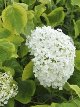 Hortensia - Hydrangea arborescens Golden Annabelle 