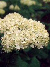 Hortensia - Hydrangea paniculata Grandiflora