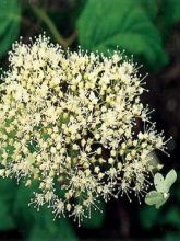 Hortensia arborescens Hills Of Snow