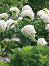 Hortensia de Virginie 'Incrediball'®