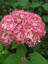 Hortensia de Virginie 'Invincibelle'®