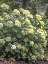 Hydrangea arborescens Lime Rickey