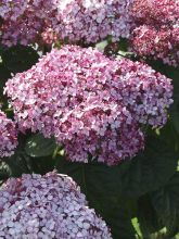 Hortensia de Virginie 'Sweet Annabelle'