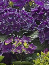 Hortensia - Hydrangea macro Deep Purple