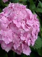 Hortensia - Hydrangea macrophylla Deutschland