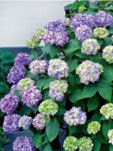 Hortensia  - Hydrangea macrophylla Endless Summer'® Bloomstar