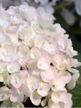 Hortensia 'Endless Summer'® The Bride