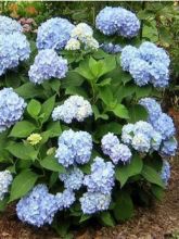 Hortensia 'Endless Summer'® The Original