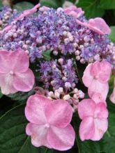 Hortensia 'Endless Summer'® Twist-N-Shout