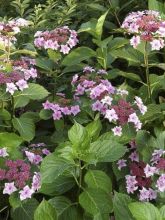 Hortensia - Hydrangea macrophylla Etoile Violette