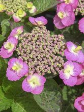 HYDRANGEA serrata Cotton candy®