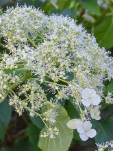 Hydrangea petiolaris Flying Saucer - Hortensia grimpant