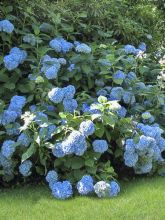 Hortensia 'General Vicontesse de Vibray'