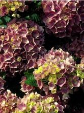 Hortensia 'Gertrude Glahn'