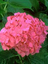 Hortensia 'Glowing Embers'