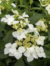 Hortensia - Hydrangea angustipetala Golden Crane