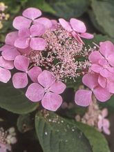 Hortensia - Hydrangea serrata Graciosa