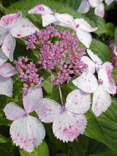 Hortensia 'Grayswood'