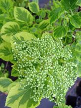 Hortensia - Hydrangea grimpant Miranda