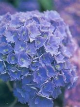 Hortensia - Hydrangea macrophylla Hambourg Bleu