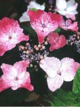 Hortensia - Hydrangea serrata Intermedia