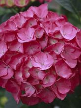 Hortensia - Hydrangea macrophylla Julisa