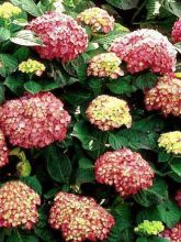 Hortensia macrophylla King George V