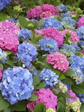 Hortensia 'L.A Dreamin'