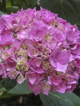 Hortensia 'La Marne'