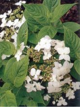 Hortensia 'Lanarth White'