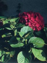 Hortensia 'Leuchtfeuer'