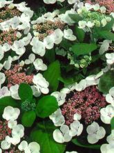 Hortensia - Hydrangea macrophylla Libelle, Teller white