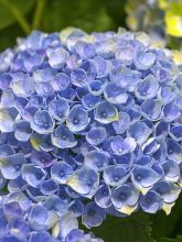 Hortensia 'Magical Revolution Bleu'