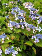 Hortensia Blue wave