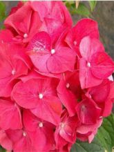 Hortensia - Hydrangea macrophylla Masja