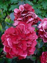 Hortensia 'Merveille Sanguine'