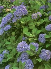 Hortensia 'Nikko Blue'